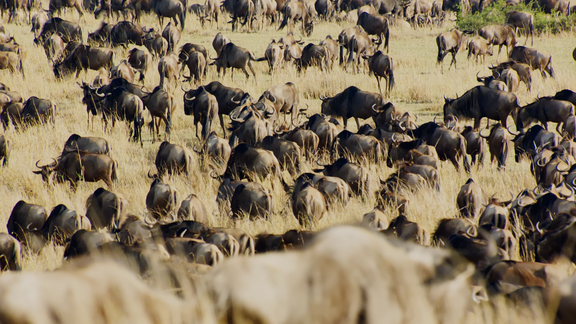 Western white-bearded wildebeest (Connochaetes taurinus mearnsi) as shown in Planet Earth II - Grasslands